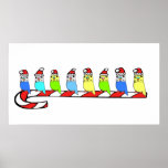 Eight Budgies Print