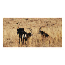 Eiland Resting photo cards by laureenr Eiland Resting photo cards