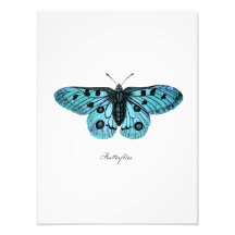 Ejemplo azul de la mariposa del trullo del vintage arte fotográfico