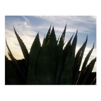 El agavo se eleva súbitamente postal