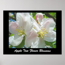 El arte de los flores de la flor del manzano Impri Posters