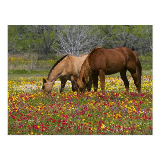 El caballo cuarto en el campo de wildflowers acerc postal
