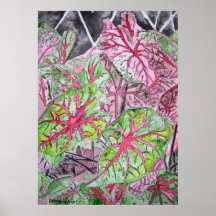 el caladiums_plant_painting posters