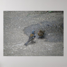 El Chaffinch canta para su impresión de la cena Posters