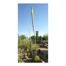 El Charco del Ingenio Botanical Garden Mexico Photo Card Template