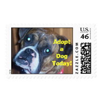 ¡el delillaface, adopta un perro hoy! sellos