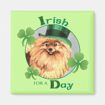 El día Pomeranian de St Patrick Iman