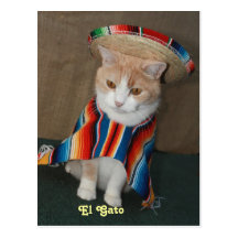 El Gato Bubba Post Card