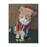 El Gato Bubba Post Card