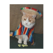 El Gato Bubba Post Card