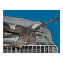 El hacer de Watcha del pájaro del mascota Postales