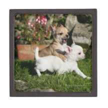 El jugar del perrito de la chihuahua cajas de recuerdo de calidad
