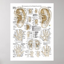 El microsistema de la acupuntura señala el poster