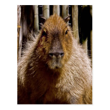 El mirar fijamente del Capybara Tarjeta Postal