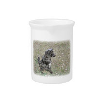 El perro negro del laboratorio espera la ropa jarras