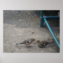 El polluelo del Chaffinch consigue la impresión de Impresiones
