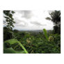 El Yunque Framed Photo