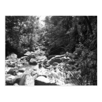 El Yunque National Rainforest postcards