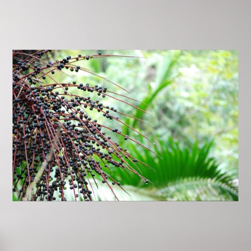 El Yunque Rain Forest print