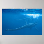 Elasmosaurus  : Ancient Sea Monsters series Posters