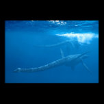 Elasmosaurus : Ancient Sea Monsters series Posters