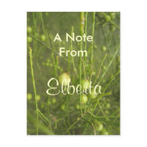 Elberta Postcards