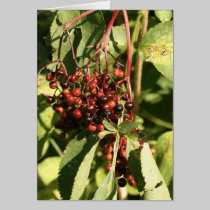 elderberry cards