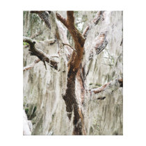 Elderly Cyprus 16 x 20 Gallery Wrap Canvas