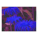 Electric Blue Daisy Cards
