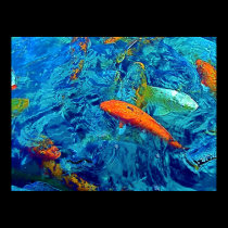 Electric Blue Koi Print