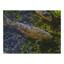 Electric Koi Swimming Through A Sea Of Colors posters