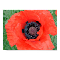 Electric Poppy posters