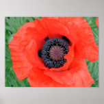 Electric Poppy posters