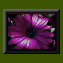 Electric Purple Posey posters
