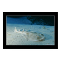Electric Ray posters by trilobyt Electric Ray posters