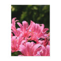Electric Surprise Lilies Postcard