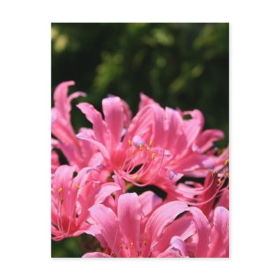 Electric Surprise Lilies Postcard by estjohn