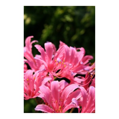 Electric Surprise Lilies Poster by estjohn