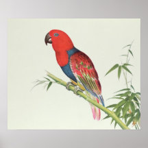 Electus Parrot, on a bamboo shoot Posters