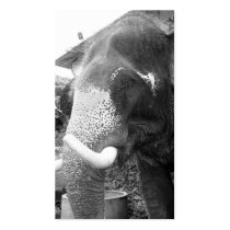 Elefante blanco y negro tarjetas de negocio