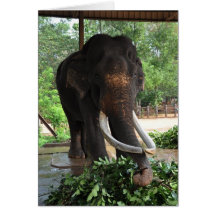 Elefante ciego felicitación