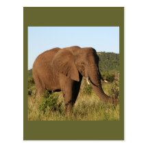 Elefantes africanos tarjeta postal