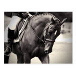 Elegance - Dressage Horse Postcards