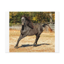 Elegance Post Card