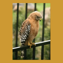 "Elegance" Red Shouldered Hawk posters