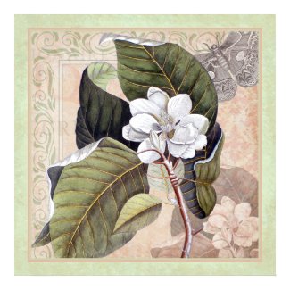 Vintage White Magnolia Blossom Poster for a Southern Living Interior