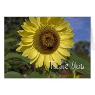 Elegant, bright summer yellow sunflower thank you greeting cards