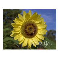 Elegant, bright summer yellow sunflower thank you postcards