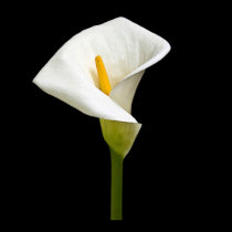 Elegant Cala Lily posters by ArtByLindaLou Elegant Cala Lily posters