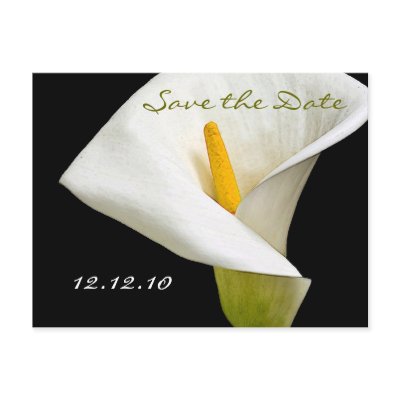 Elegant Cala Lily - Save the Date Card Postcard by ArtByLindaLou